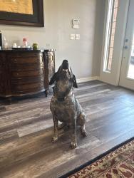 Reunited Male Dog last seen 178th and Portland, Edmond, OK 73012