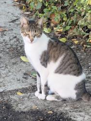Found/Stray Female Cat last seen Duncomb ave, The Bronx, NY 10467