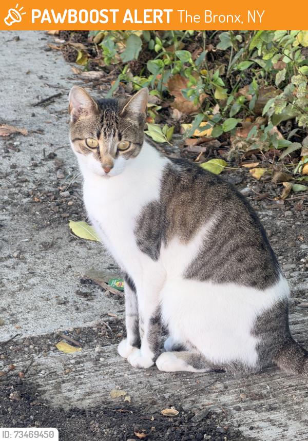 Found/Stray Female Cat last seen Duncomb ave, The Bronx, NY 10467