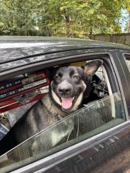 Found/Stray Male Dog last seen Mothership, Acadia Foods, Swaims, Winston-Salem, NC 27127