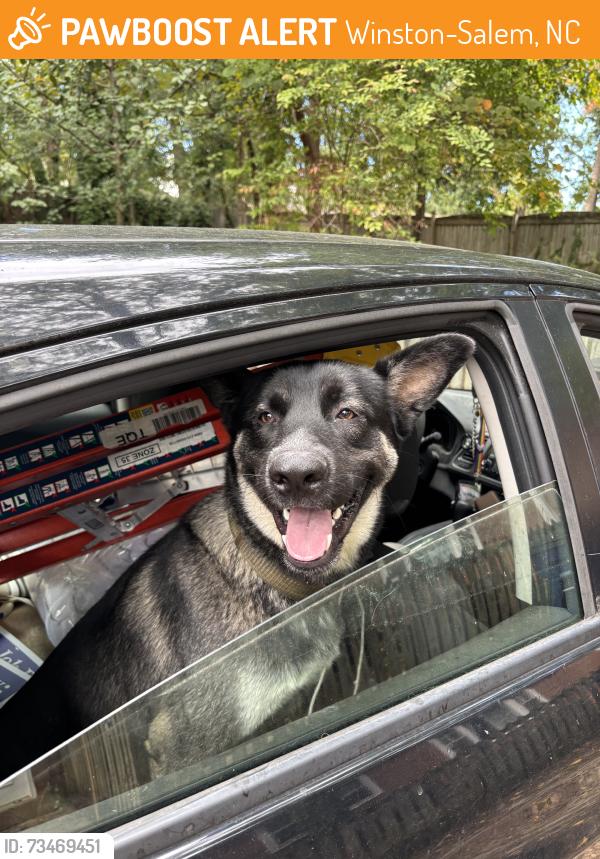 Found/Stray Male Dog last seen Mothership, Acadia Foods, Swaims, Winston-Salem, NC 27127