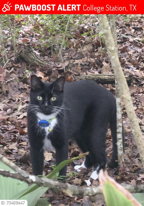 Lost Male Cat last seen Sandpiper Cv, College Station, TX 77845