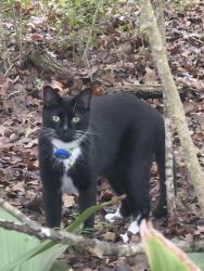 Lost Male Cat last seen Sandpiper Cv, College Station, TX 77845