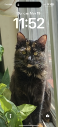 Reunited Female Cat last seen Owen PL & Trinidad Ave, Washington, DC 20002