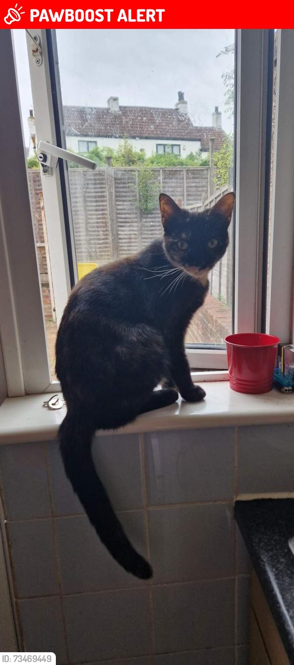 Lost Female Cat last seen Speedwell, Speedwell, England BS5 7SR
