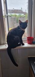 Lost Female Cat last seen Speedwell, Speedwell, England BS5 7SR