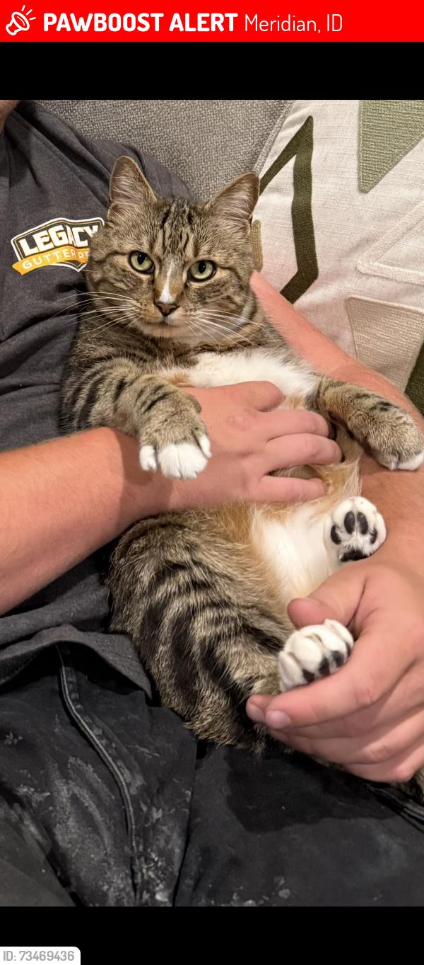 Lost Male Cat last seen Near E. Breinholt St Meridian Idaho, Meridian, ID 83646