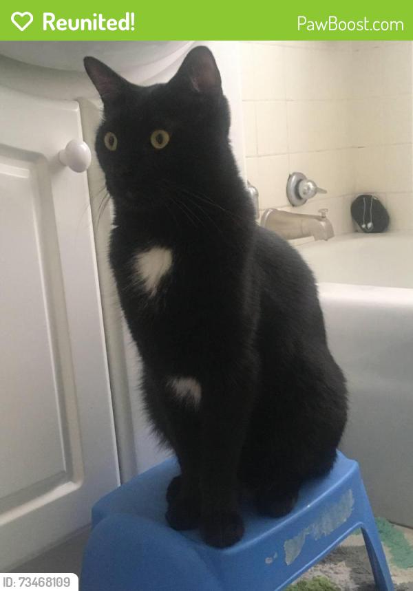 Reunited Male Cat last seen Near Irving Park Road, Schiller Park, Schiller Park, IL 60176