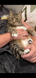 Lost Male Cat last seen Near E. Breinholt St Meridian Idaho, Meridian, ID 83646