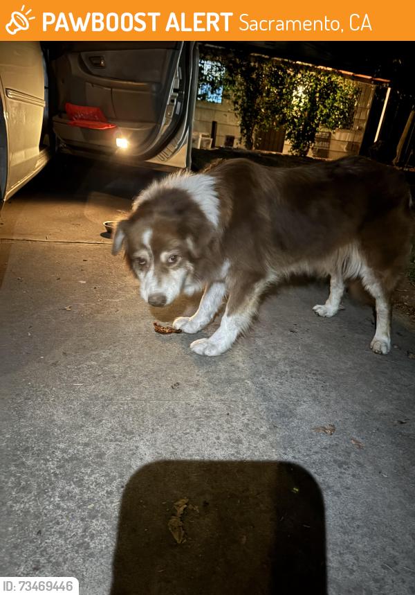 Found/Stray Female Dog last seen Albatross Way and Iris Ave, Sacramento, CA 95815
