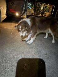 Found/Stray Female Dog last seen Albatross Way and Iris Ave, Sacramento, CA 95815