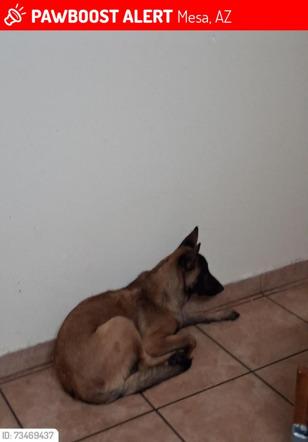 Lost Male Dog last seen E main St, Mesa, AZ 85204