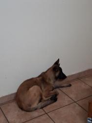 Lost Male Dog last seen E main St, Mesa, AZ 85204