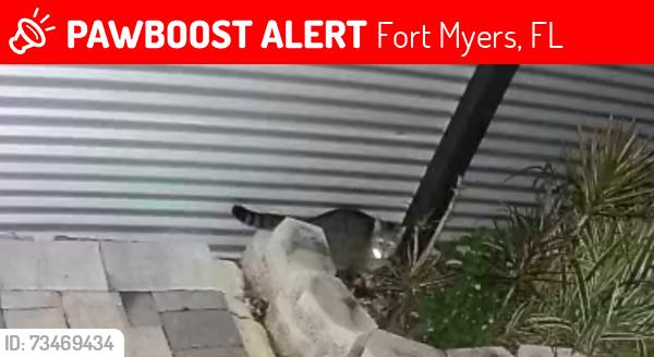 Lost Female Cat last seen Near Grace ave fort Myers FL 33901, Fort Myers, FL 33901