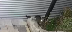 Lost Female Cat last seen Near Grace ave fort Myers FL 33901, Fort Myers, FL 33901