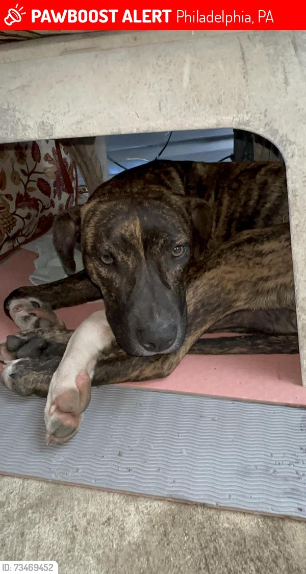 Lost Male Dog last seen 9th St. and Lehigh Ave, Philadelphia, PA 19133