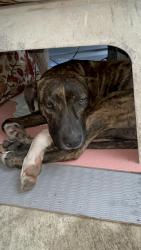Lost Male Dog last seen 9th St. and Lehigh Ave, Philadelphia, PA 19133
