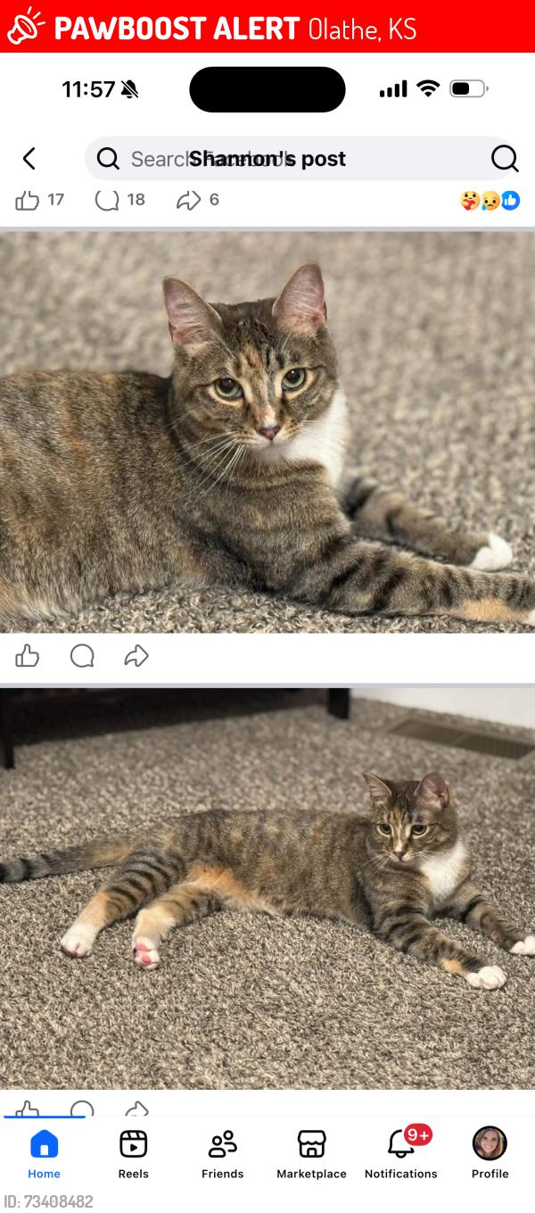 Lost Female Cat last seen Woodland Road & 106th Ter, Olathe, KS 66061