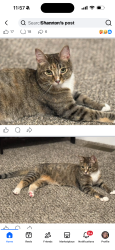 Lost Female Cat last seen Woodland Road & 106th Ter, Olathe, KS 66061
