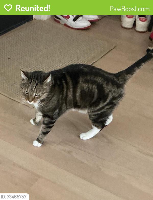 Reunited Male Cat last seen Mineral Springs and Wendy Road, Eldersburg, MD 21784