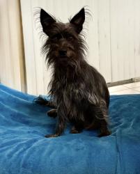 Reunited Female Dog last seen Rusk Circle, Eastpoint Court, Spring Hill, FL 34606