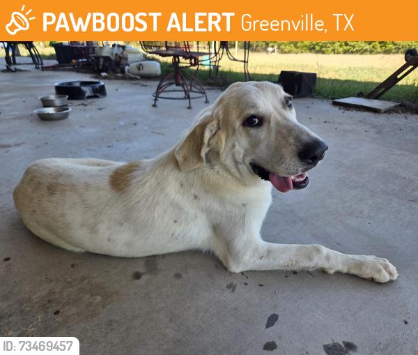 Found/Stray Female Dog last seen On the dirt road that connects 118 to 224, Greenville, TX 75401