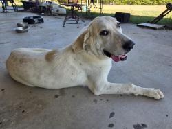 Found/Stray Female Dog last seen On the dirt road that connects 118 to 224, Greenville, TX 75401