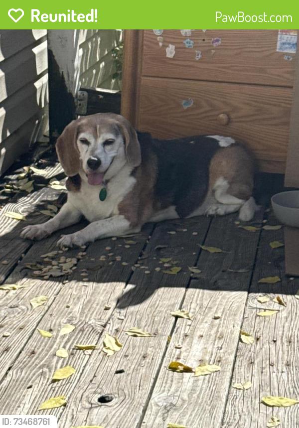 Reunited Female Dog last seen Parkwood ave, Pontiac, MI 48340