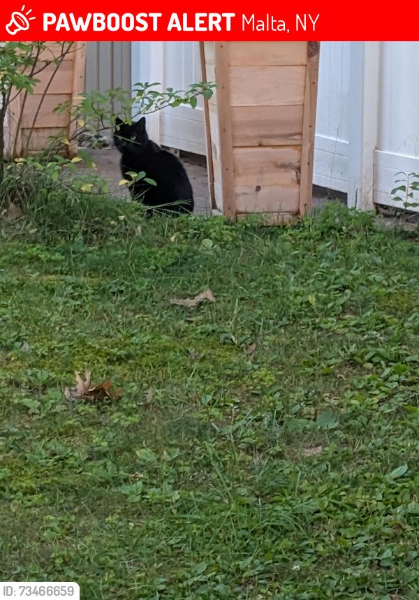 Lost Female Cat last seen Fox wander east, Malta, NY 12020