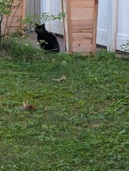 Lost Female Cat last seen Fox wander east, Malta, NY 12020