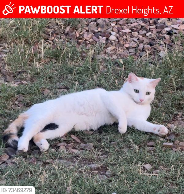 Lost Female Cat last seen Cardinal and los reales 85746, Drexel Heights, AZ 85746