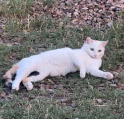 Lost Female Cat last seen Cardinal and los reales 85746, Drexel Heights, AZ 85746