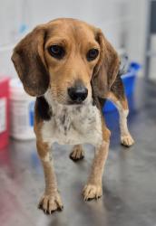 Shelter Stray Female Dog last seen , 5302 Stone St, Chattanooga, TN 37412, USA