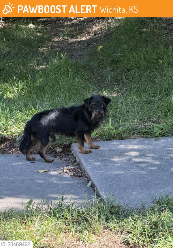 Found/Stray Male Dog last seen Bedford and Killarney in Preston Trails/Pine Meadow neighborhood, Wichita, KS 67206