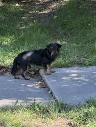 Found/Stray Male Dog last seen Bedford and Killarney in Preston Trails/Pine Meadow neighborhood, Wichita, KS 67206