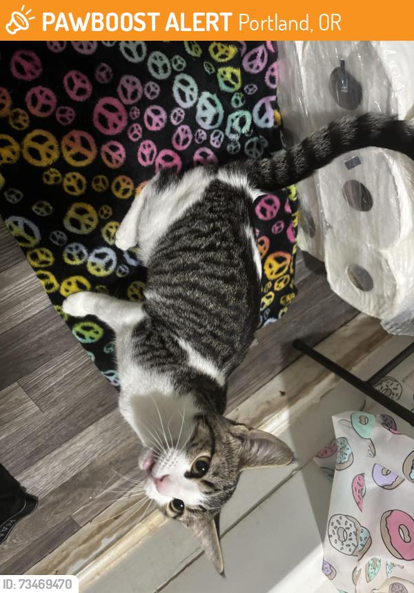 Found/Stray Female Cat last seen Ockley green middle school, Portland, OR 97217