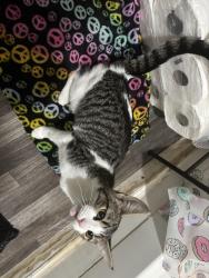 Found/Stray Female Cat last seen Ockley green middle school, Portland, OR 97217