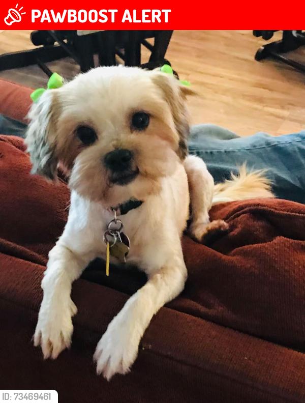 Lost Female Dog last seen Magnolia Parkway Grovetown Ga, Columbia County, GA 30813