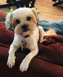 Lost Female Dog last seen Magnolia Parkway Grovetown Ga, Columbia County, GA 30813