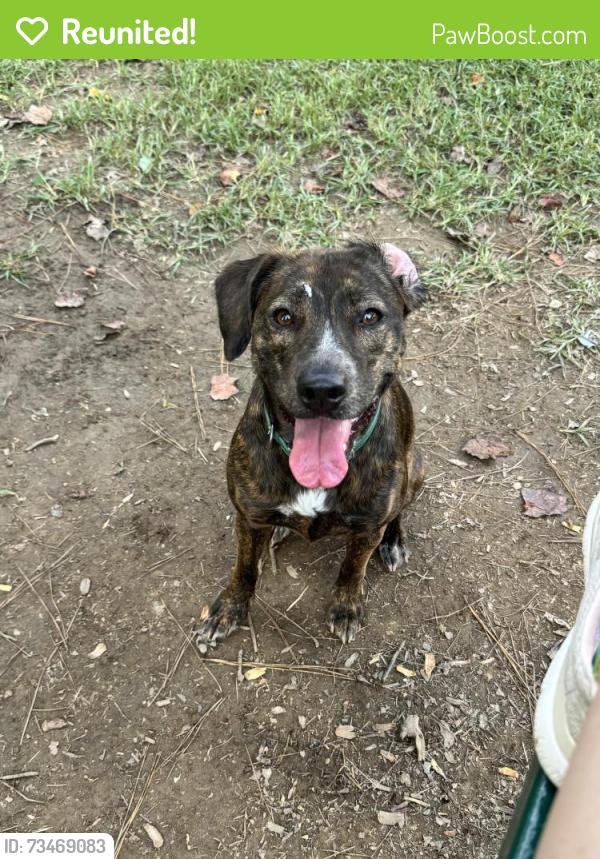 Reunited Female Dog last seen Callier Springs near Dean, Rome, GA 30161
