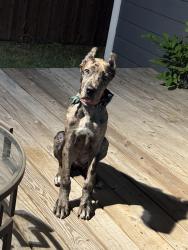 Reunited Male Dog last seen Lucy st Dallas tx 75217, Dallas, TX 75217