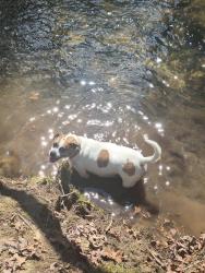 Lost Female Dog last seen ETT Brown road, Meister Hills road, Morgan County, TN 37726