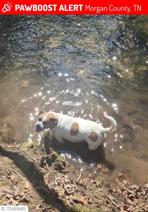 Lost Female Dog last seen ETT Brown road, Meister Hills road, Morgan County, TN 37726