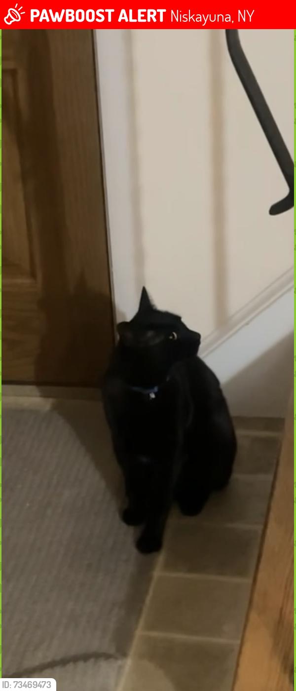 Lost Male Cat last seen Rosendale road, Niskayuna, NY 12309