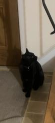 Lost Male Cat last seen Rosendale road, Niskayuna, NY 12309