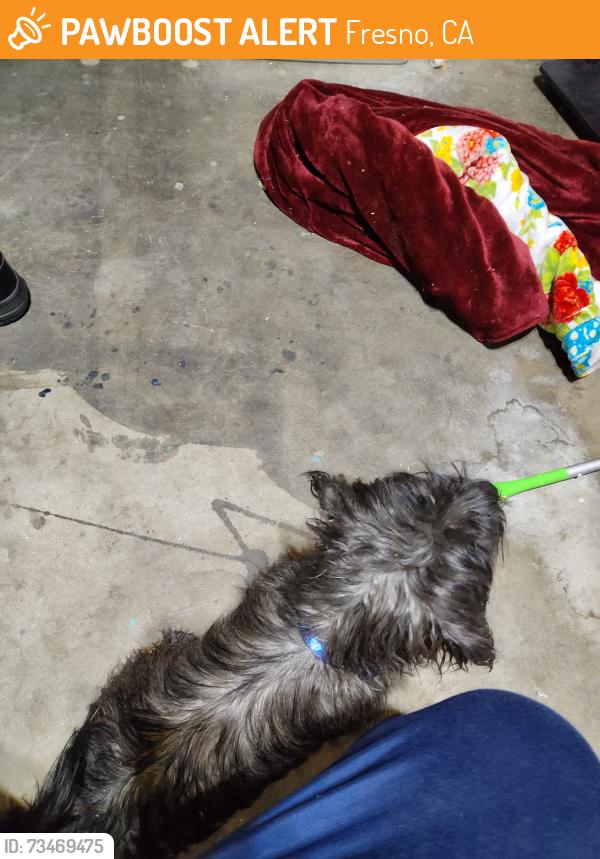 Found/Stray Male Dog last seen Kings canyon and fowler, Fresno, CA 93727