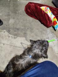 Found/Stray Male Dog last seen Kings canyon and fowler, Fresno, CA 93727