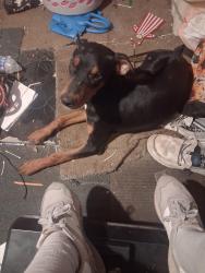Lost Male Dog last seen Near dollar store on 1936 closer to mainstreet, West Odessa, TX 79763