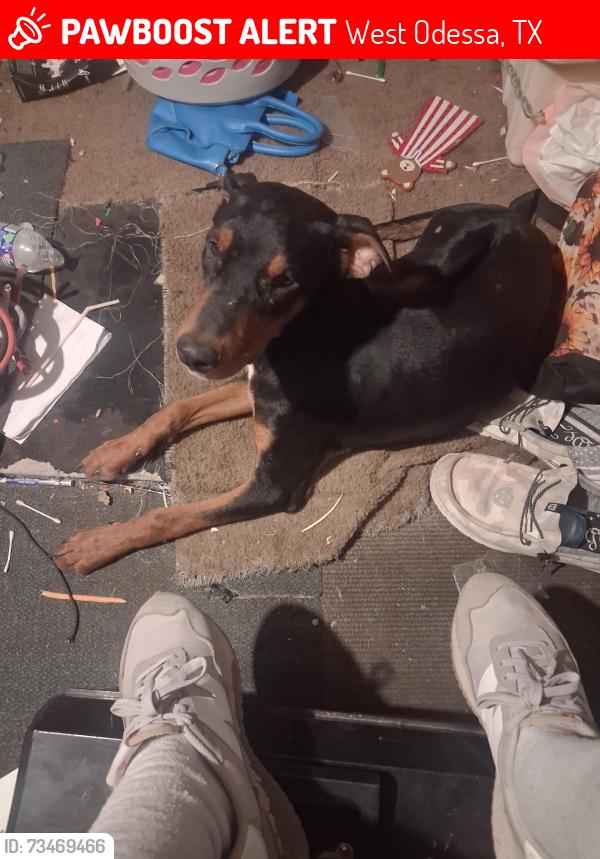Lost Male Dog last seen Near dollar store on 1936 closer to mainstreet, West Odessa, TX 79763