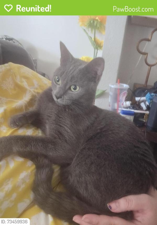 Reunited Male Cat last seen Near Golden Days Dr, Casselberry, FL 32707, USA, Casselberry, FL 32707